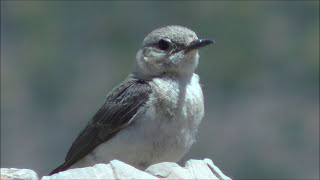 Collalba rubia occidental Oenanthe hispanica Western Blackeared Wheatear [upl. by Godfree567]