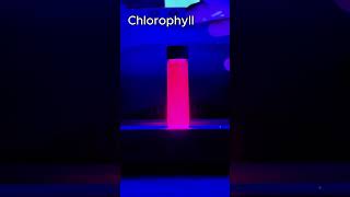 Photoluminescence color chemistry chlorophyll science experiment scienceexperiment phenolic [upl. by Aicileb]