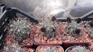 Лето это рай для кактусовода Acanthocalycium munitum DH 1O [upl. by Thadeus]