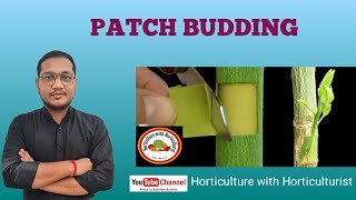 PropagationPatch Budding of AonlaBy Sunil Sirhorticulture [upl. by Nalda]