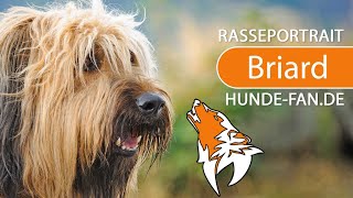 ► Briard 2018 Rasse Aussehen amp Charakter [upl. by Elleiand]