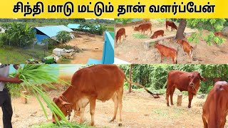 5 மாடுகள் கொண்டு மாதம் 30000 சம்பாதிக்கும் விவசாயி 💢 Cow farm 💢 pannaiveedu [upl. by Narruc302]