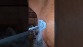 What is Freeze Branding for animals Why do you think its used shorts branding ytshorts viral [upl. by Goddard]