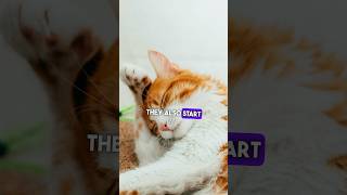 Cat ear infection treatment home remedies for cat ear infection ear mites infection treatment [upl. by Enilekcaj]