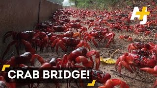 Millions Of Red Crabs Cover Christmas Island During Migration [upl. by Annohsak385]