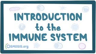 Introduction to the immune system [upl. by Mahtal]