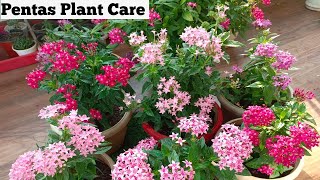 How to Grow amp Care The Beautiful Pentas Flowering Plantआप भी पाईये इतने सारे flowers 🥰🤗🤗 [upl. by Johnny897]