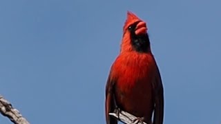 Northern Cardinal Calling From A Tree Branch  A Bird Sitting In A Tree  shorts [upl. by Norb]