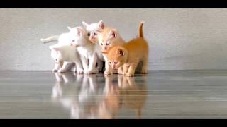 Cute Kittens Meowing for Mama Cat to Feed Them [upl. by Rother]