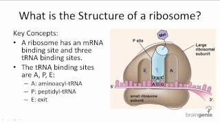 1035 Structure of Ribosomes [upl. by Uriiah396]