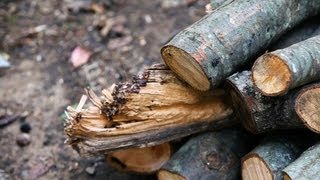 How to Pick Wood for a Campfire  Camping [upl. by Ebag]