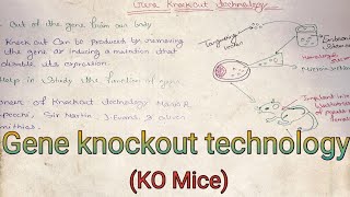 Knockout technology KO Mice  biotechnology notes  medical notes [upl. by Jackelyn]