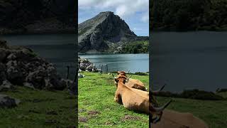 Los Lagos de Covadonga 🏞🌄 un lugar mágico y fascinante en Asturias shorts [upl. by Silda97]