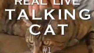 Real Live Talking Cat 1 [upl. by Strander]