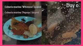 Cubaris murina Whiteout Isopod and Cubaris murina Papaya Isopod  Day 0 [upl. by Trueblood]