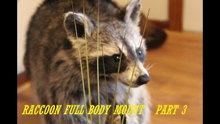 Taxidermy How to Mount A Raccoon Full Body Part 3 taxidermy [upl. by Territus921]