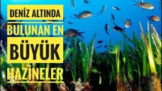 Deniz altında bulunan en büyük hazineler  Kuşlar hakkında ilginç bilgiler [upl. by Zackariah723]