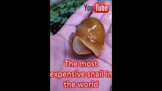 The most expensive snails in the world 1kg is 100usd insects snail Goldenssnail [upl. by Mercedes444]