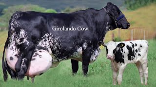 Girlando Cow In Punjab  Hf Cow  Big Cow  Cow Farm  Cow Videos  HF Breed Cow [upl. by Fuhrman]