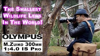 OM1 and Olympus 300mm F4 Pro  3 month review  Did I make the right choice [upl. by Einyaj807]