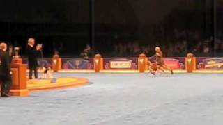 Bracco Italiano dog Axel wins 2009 Eukanuba World Challenge [upl. by Assirahc]