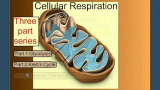 Cellular Respiration Part 1 Introduction amp Glycolysis [upl. by Cenac]