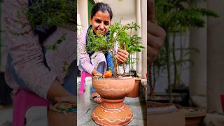 क्या आपके पास मटका है तो मटके से बनाएं शानदार गमला entrancedecor newgardeningtip naturelovers [upl. by Revilo502]