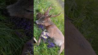 Hunting for a giant roe deer buck [upl. by Marcelle]