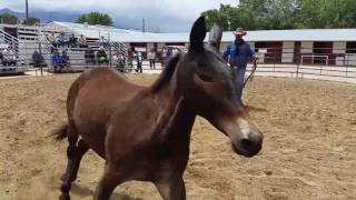 Bishop Mule Days 2016WILD BUNCH MULE CLINICWednesday Part 1 [upl. by Neehsar576]