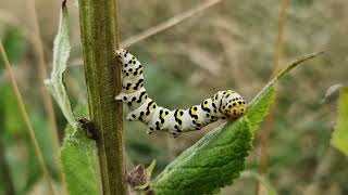 Striped Lychnis Caterpillars Millennium Field Sonning Common August 2024 [upl. by Pierre]