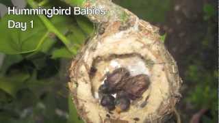 Hummingbird Babies Birth to Fledging the Nest  First Flight  Amazing [upl. by Aihtekal]