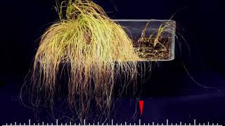 Eragrostis nindensis timelapse of a resurrection plant [upl. by Haronid85]