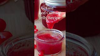 Easy Red Currant Jelly Expert Recipe Guide redcurrantjellyrecipe shorts [upl. by Nofets679]