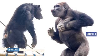 Gorilla Shows Off His Strength To Chimpanzees  The Shabani Group [upl. by Annhej]