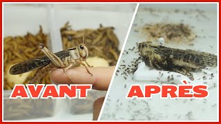 Bien préparer les insectes nourriciers de tes fourmis TUTORIEL [upl. by Keithley]