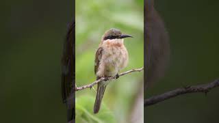 Blue cheeked bee eater wildlife birds kutch reels trendingshorts [upl. by Ryter]