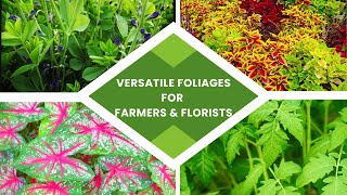 Versatile Foliages for Flower Farmers and Florists [upl. by Retrop22]