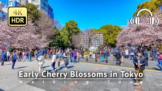 Japan  Early Cherry Blossoms in the middle of Tokyo 2024 Walking Tour 4KHDRBinaural [upl. by Cathrine140]