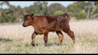 Gross Necropsy Findings of Bovine Renal Lipofuscinosis in a Tanzanian Crossbred Yearling Male Calf [upl. by Ylime]