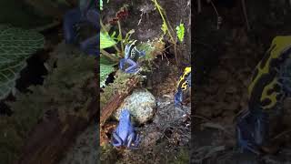 どこにでも食べに行くよ Dendrobates tinctorius Azureus  POISON DART FROG shorts shortsvideo shortsfeed [upl. by Cheney]