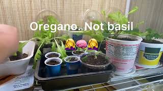 WIG2023  Week 6 Winter Indoor Gardening Update [upl. by Pancho]