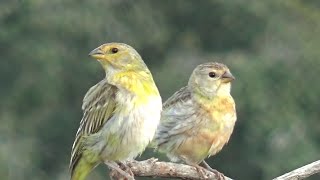 FÊMEA DE CANÁRIO DA TERRA CHAMANDO E MACHO CANTANDO [upl. by Flora639]