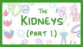 Biology  How the Kidneys Work  Kidneys Part 13 27 [upl. by Clint922]