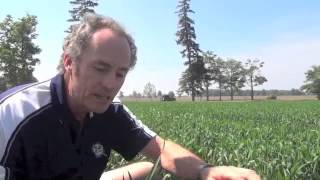 Wheat School Staging Wheat for Fusarium Control [upl. by Aleras]