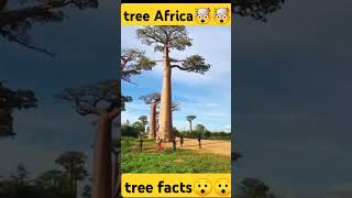 From Acacia to long Treesfacts africa tree [upl. by Waylen]