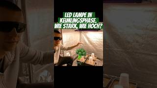 Welche Einstellungen bei LED Lampe in Keimungsphase grow brokkoli tips growlights indoor seed [upl. by Asselim]