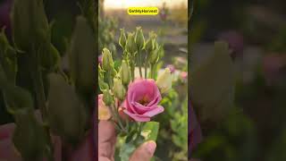 Surprise Lisianthus ke Phool beautifulflowers [upl. by Trix]