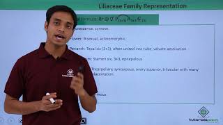 Class 11th – Floral Formula – Liliaceae Family Representation  Tutorials Point [upl. by Ing]