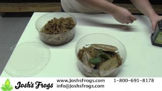 How to take care of Dart Frog Froglets [upl. by Aramat85]