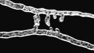 Chemotropic interaction between fusion hyphae in N crassa Hyphae stained with FM464 [upl. by Acey]